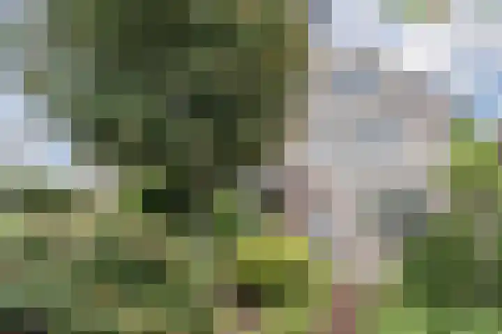 Schaapvelden 6 Best thumbnail 39