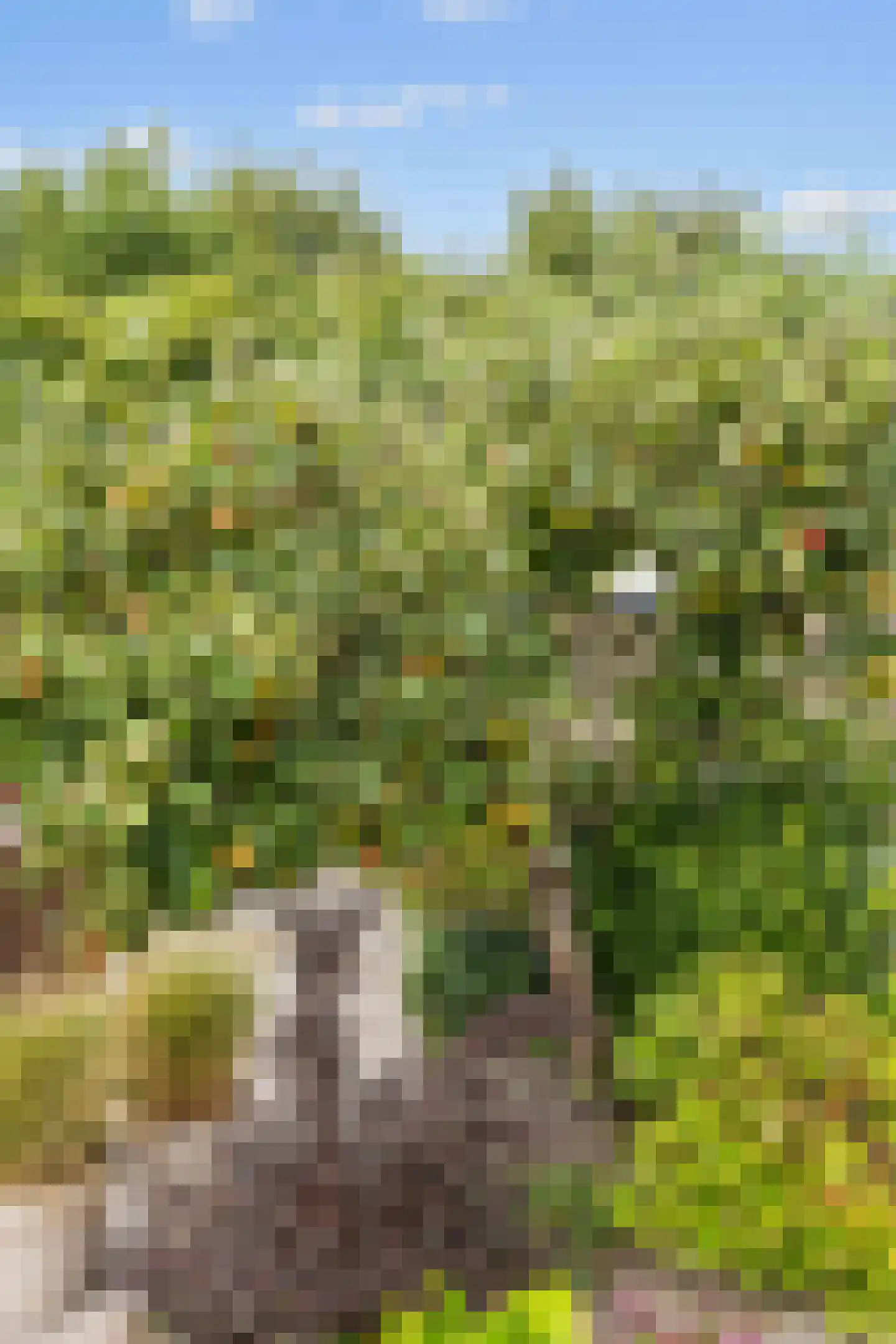 Schaapweg 8 Warffum thumbnail 57