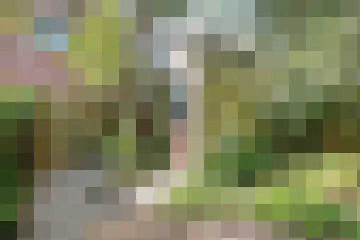 Schaarbeekstraat 15 Amsterdam thumbnail 8