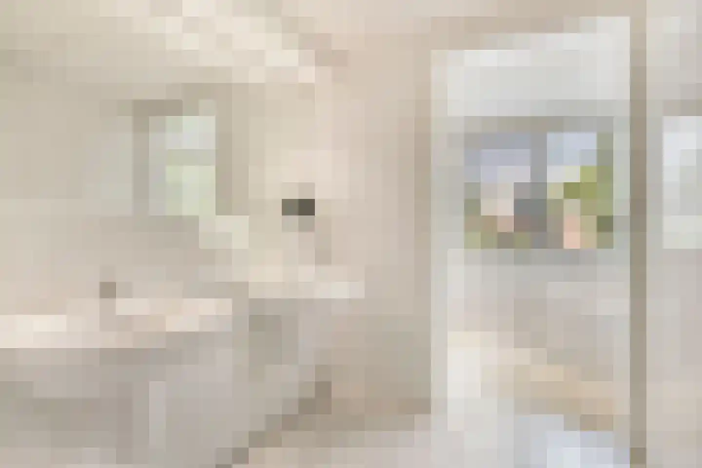 Schaarhuisstraat 4 's-Hertogenbosch thumbnail 26