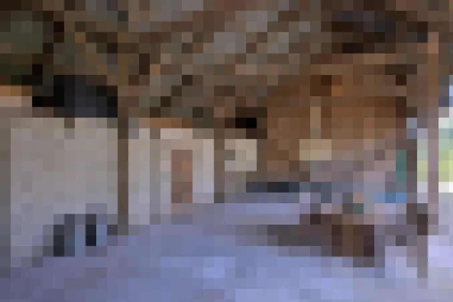 Schaarsweg 5 Nieuw Heeten thumbnail 39