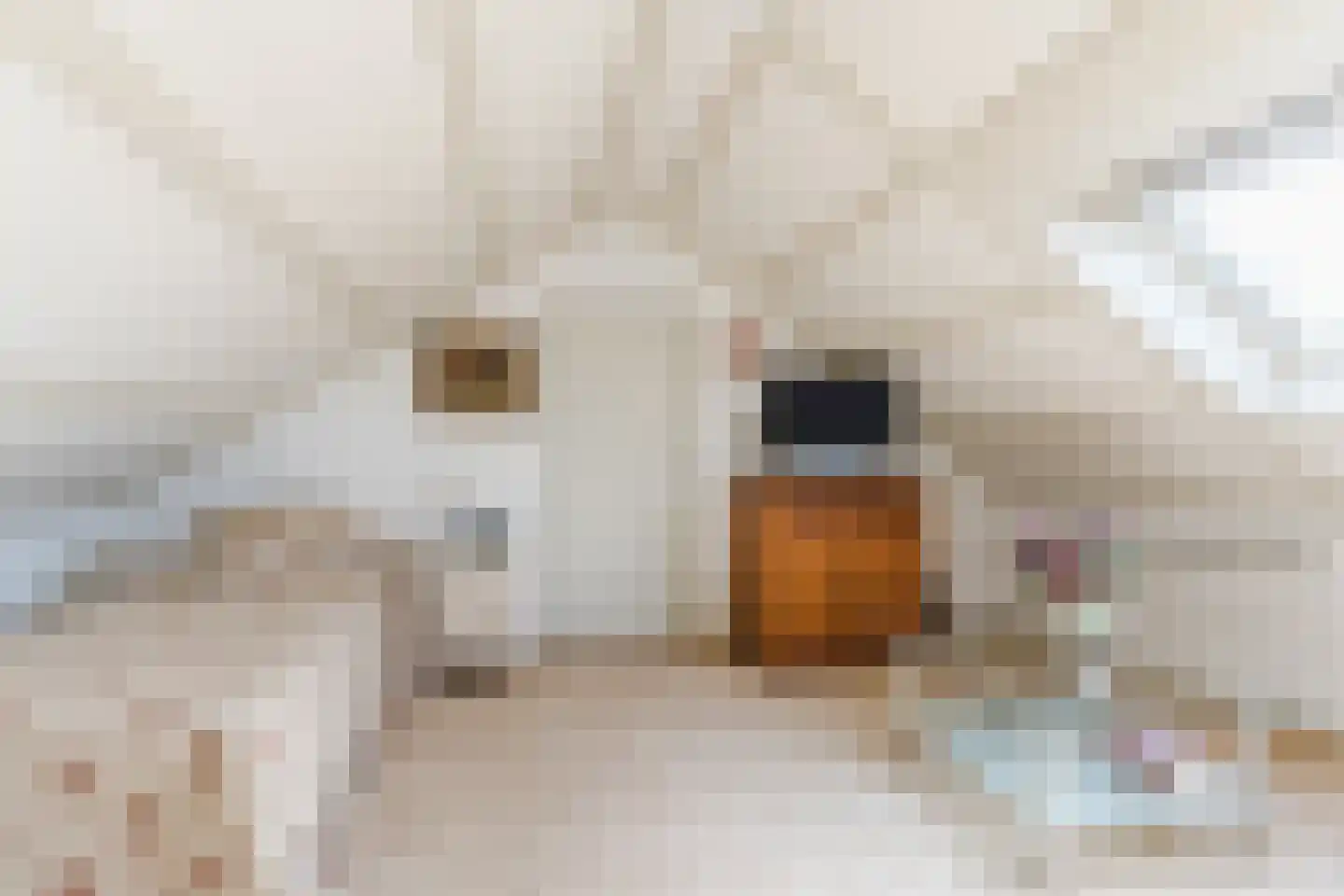 Schadewijkstraat 34 Eersel thumbnail 42