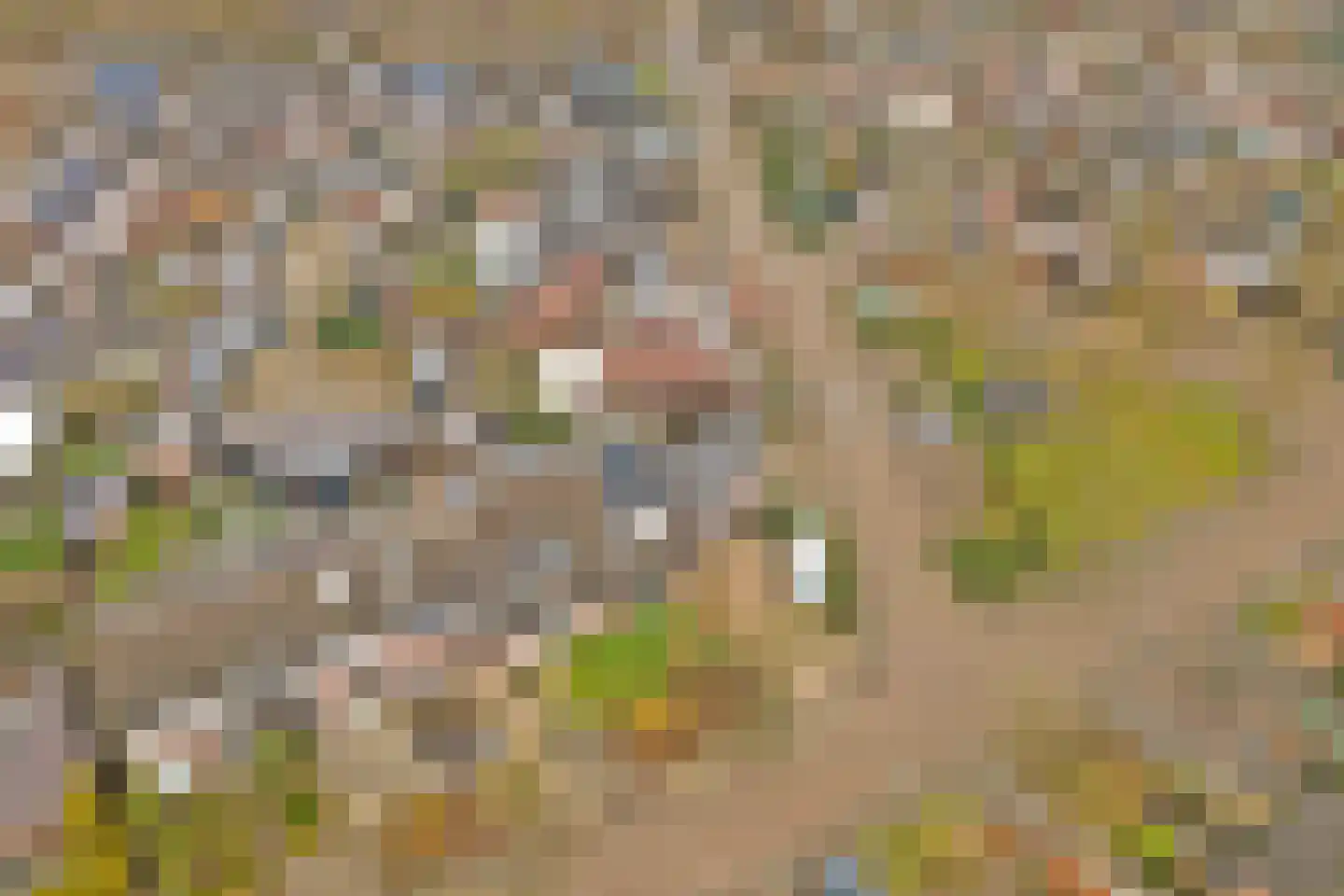 Schaepmanlaan 31 Vlijmen thumbnail 44