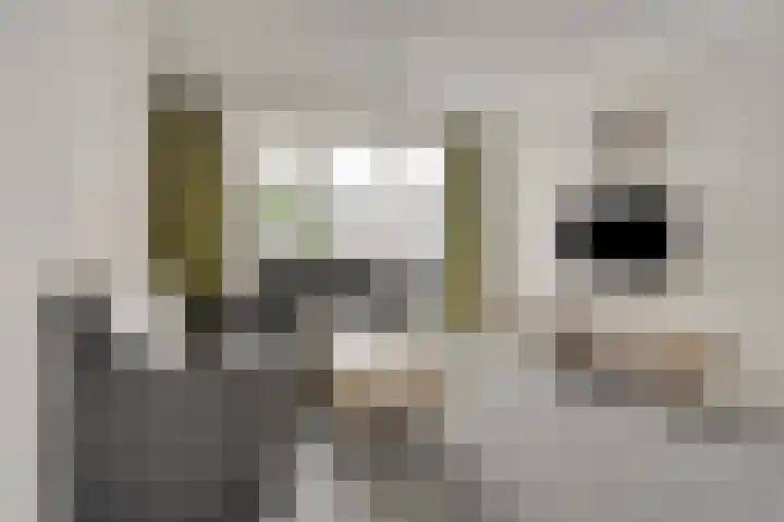 Schaepmanlaan 46 Bergen op Zoom thumbnail 9