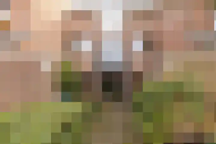 Schaepmanplein 7 Leiden thumbnail 6