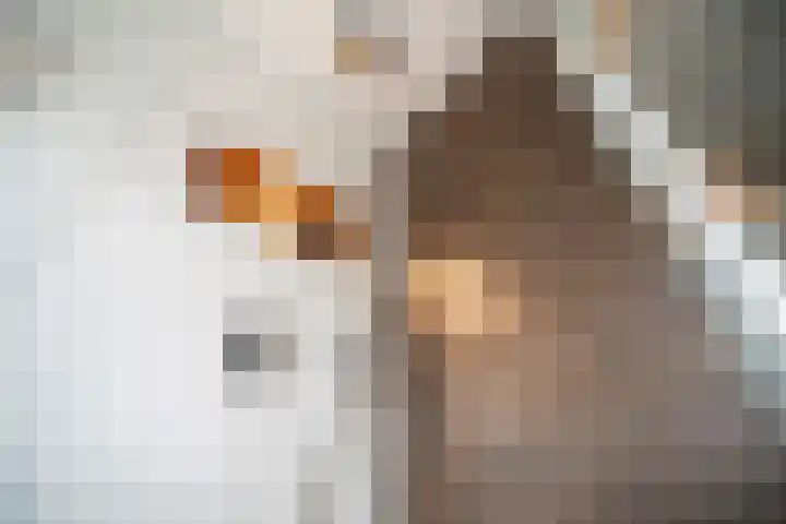 Schaepmanstraat 21 Alphen aan den Rijn thumbnail 31