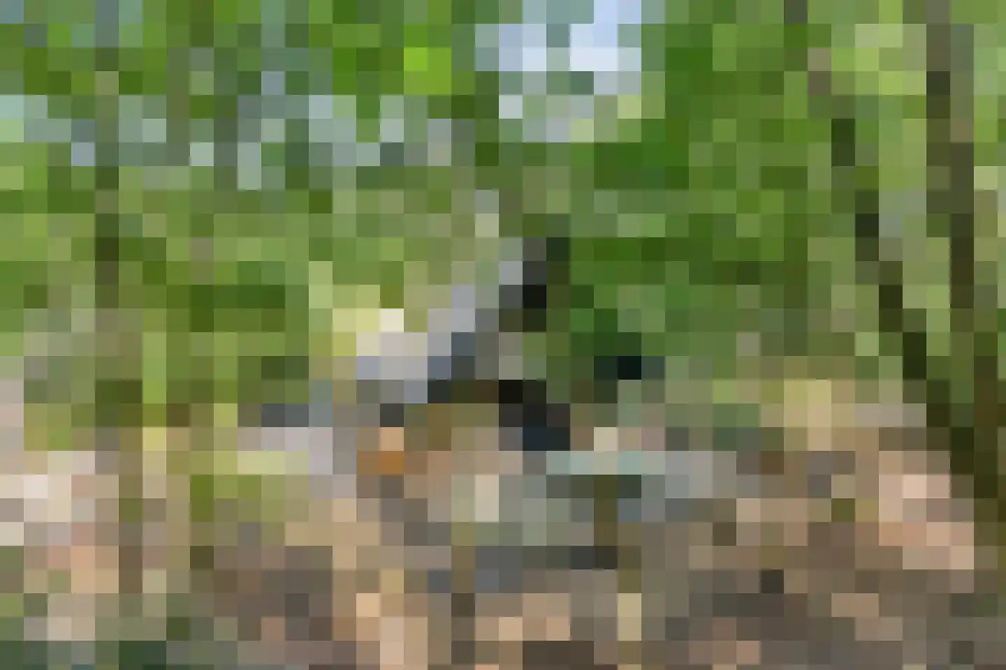 Schaijkseweg 18 Herpen thumbnail 49