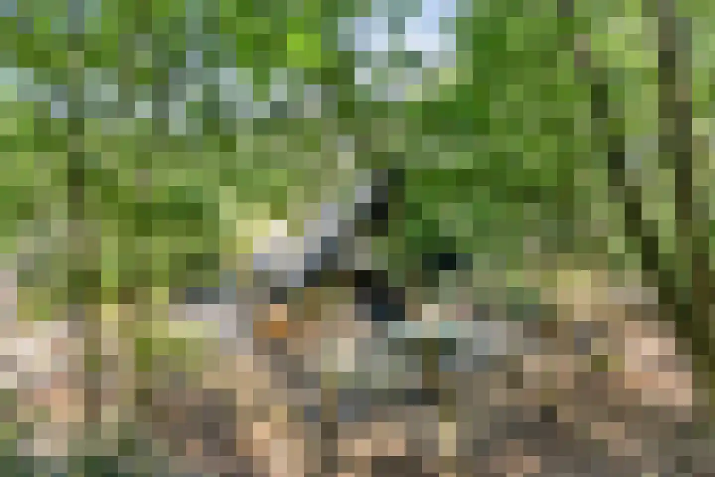 Schaijkseweg 18 Herpen thumbnail 7