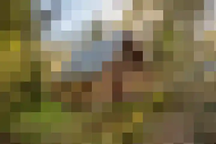 Schaijkseweg 2 Herpen thumbnail 33