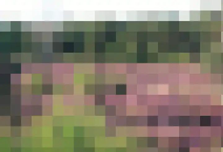 Schaijkseweg 60 Herpen thumbnail 35