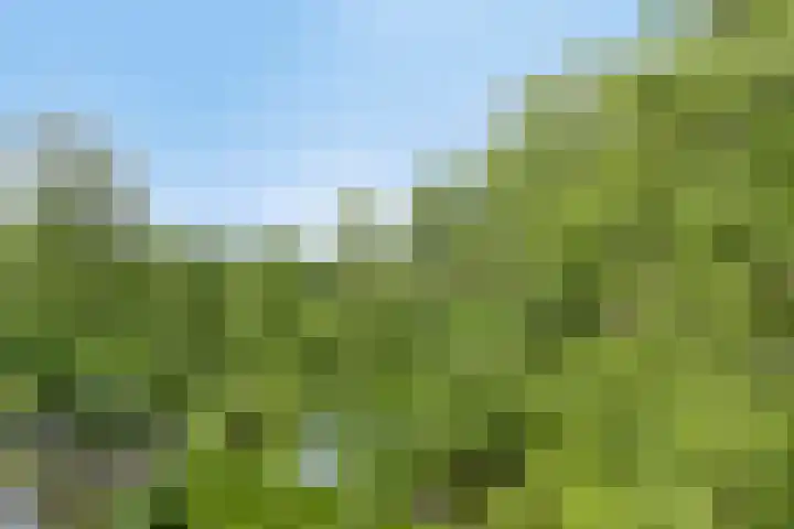 Schalkeroord 237 Rotterdam thumbnail 23