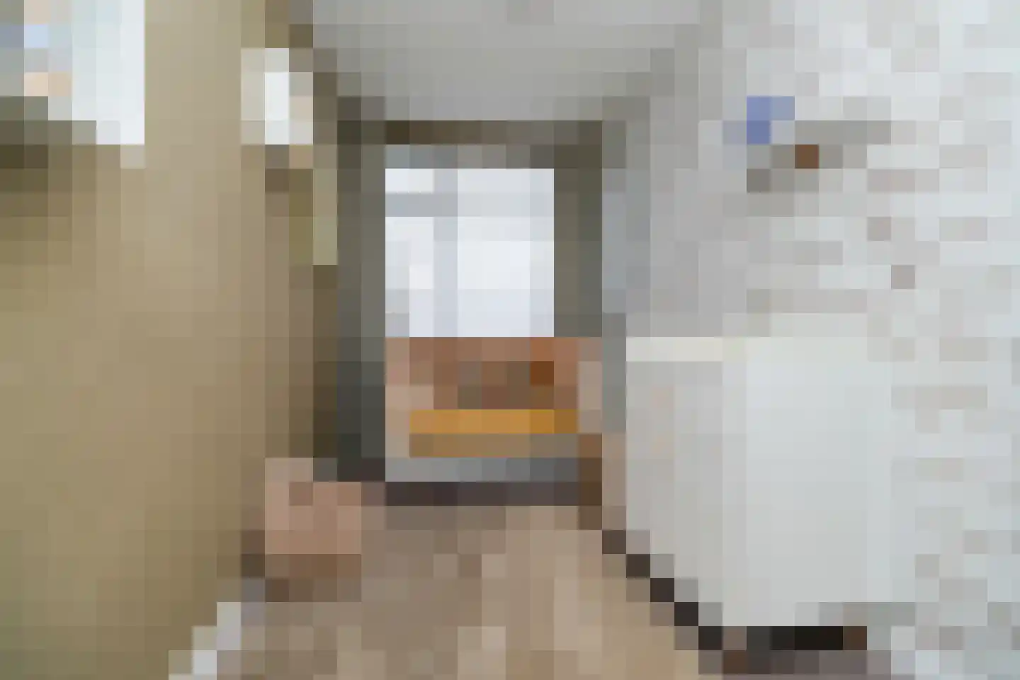 Schalkeroord 56 Rotterdam thumbnail 23