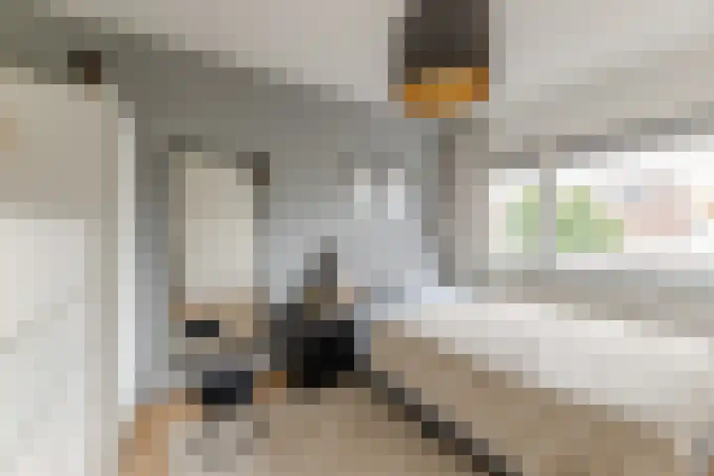 Schalkhaarstraat 75 Tilburg thumbnail 17