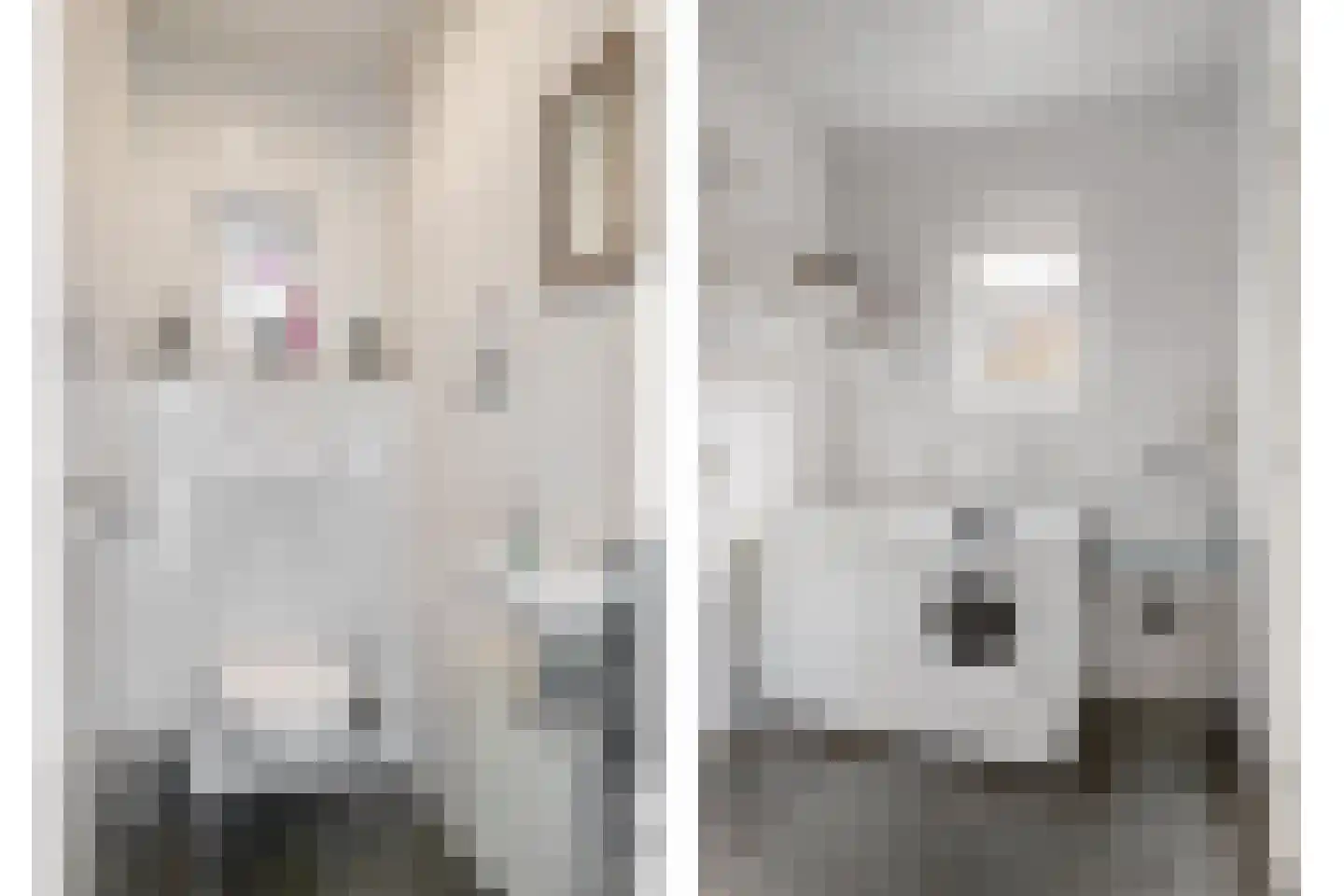 Schalluine 2 Reusel thumbnail 19