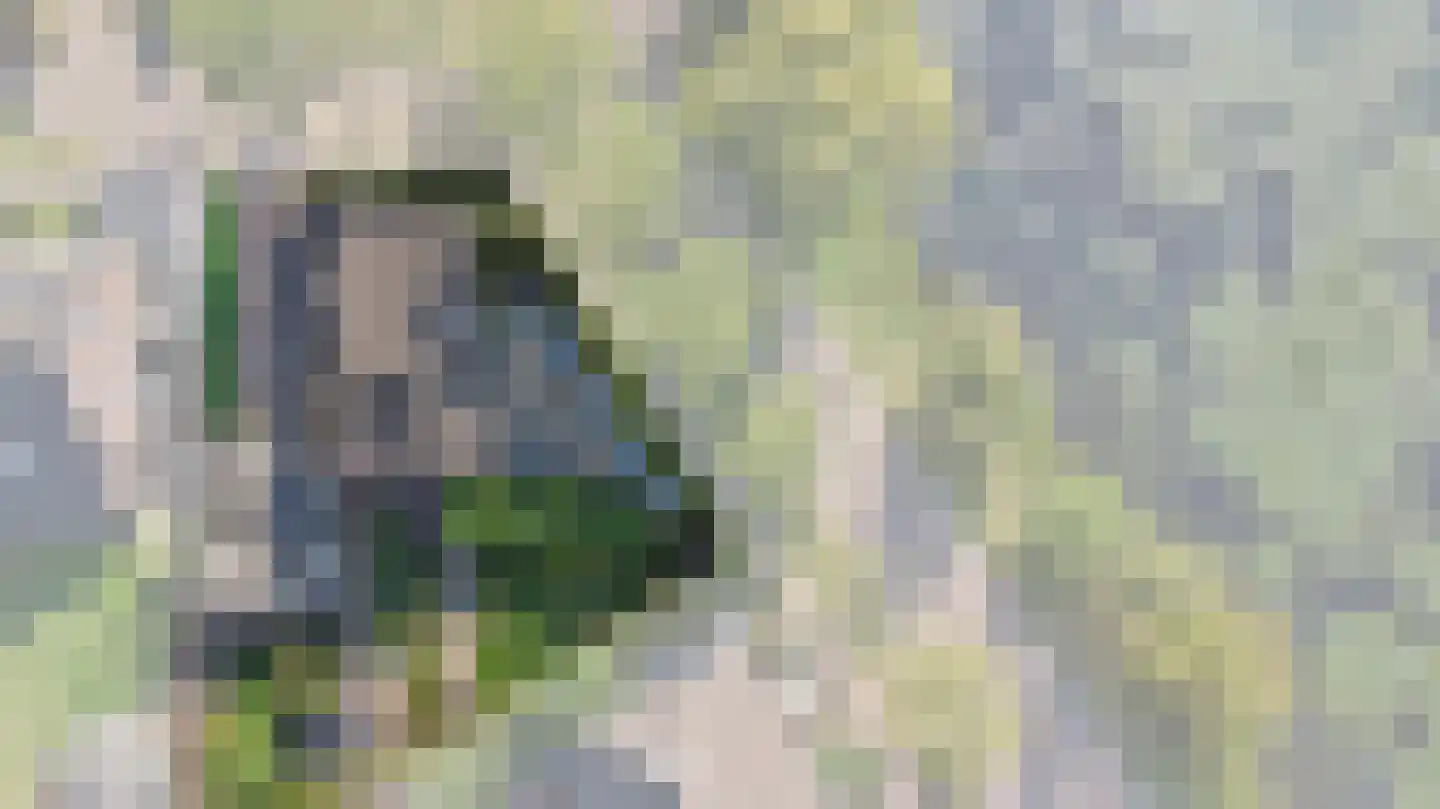 Schalluine 4 Reusel thumbnail 44