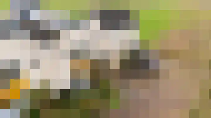 Schalmei 11 Zevenaar thumbnail 6