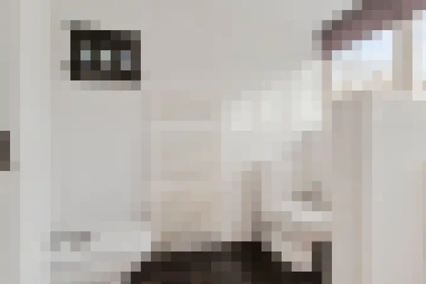 Schaluinen 1 a Baarle-Nassau thumbnail 29