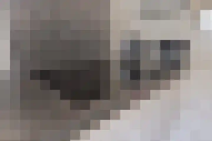 Schaluinen 11 b 297 Baarle-Nassau thumbnail 15