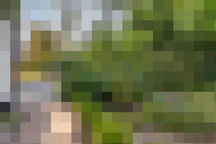 Schaluinen 11 b 297 Baarle-Nassau thumbnail 33