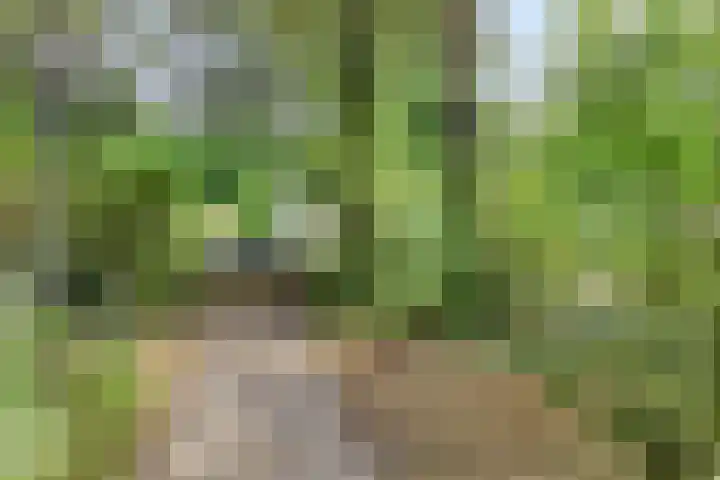 Schaluinen 11 b 337 Baarle-Nassau thumbnail 6