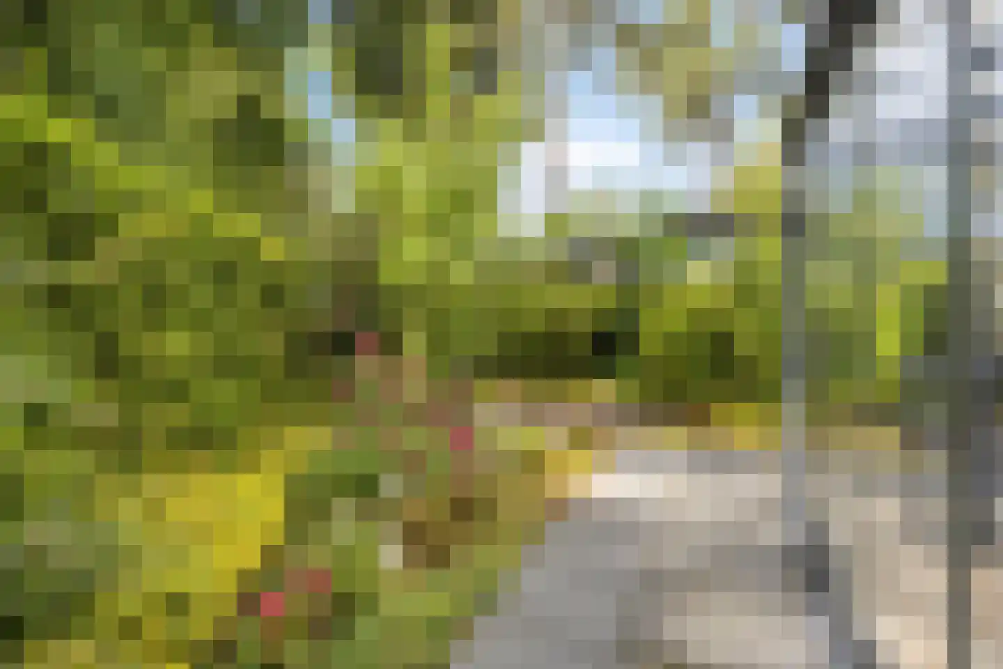 Schaluinen 11 b 371 Baarle-Nassau thumbnail 37