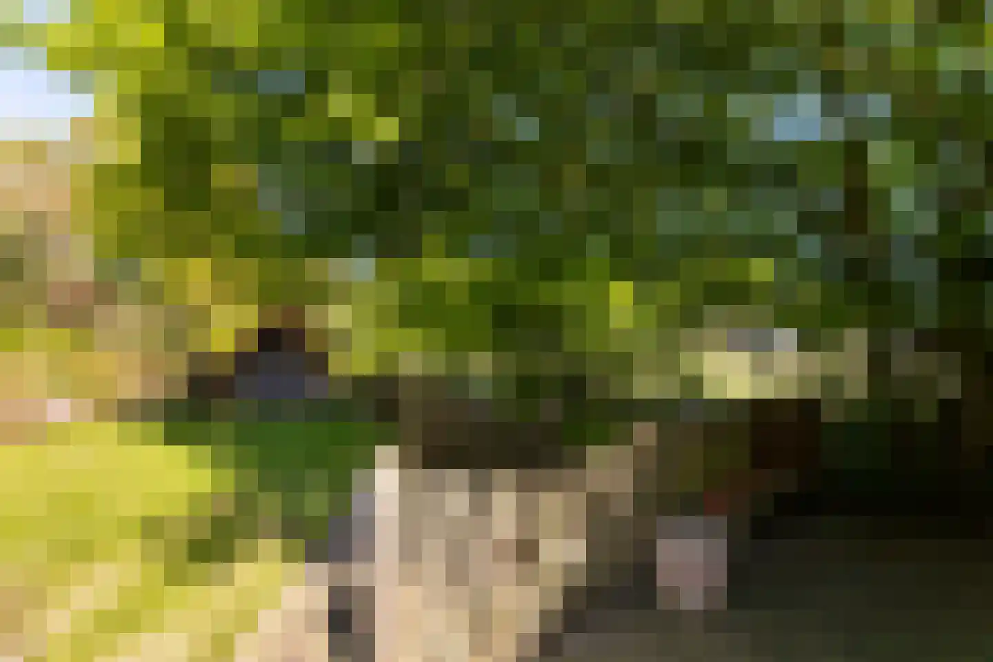 Schaluinen 4 Baarle-Nassau thumbnail 36