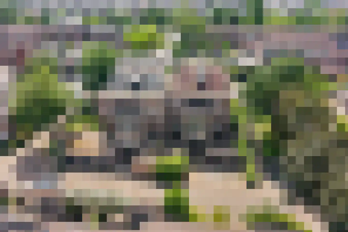 Schamel 15 c Huissen thumbnail 32