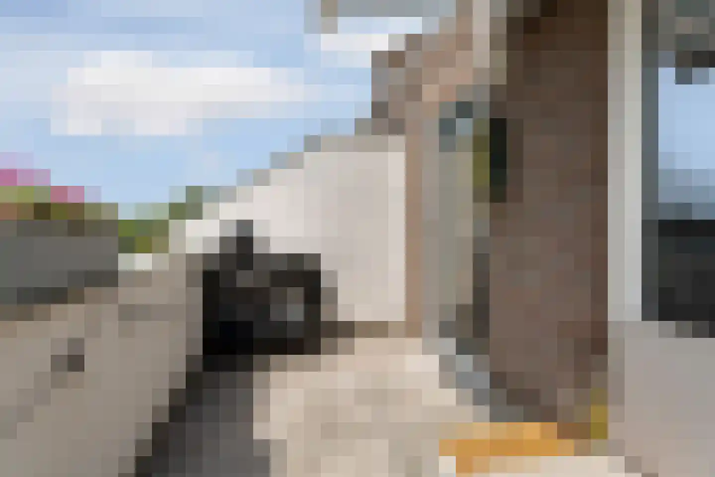 Schamel 15 c Huissen thumbnail 9