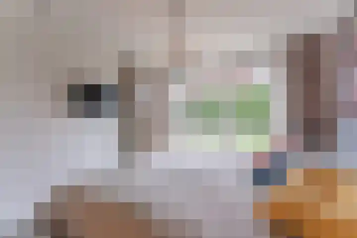 Schans 21 Enkhuizen thumbnail 26