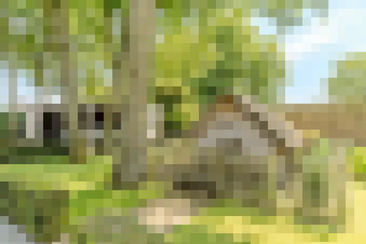 Schansstraat 12 Raamsdonk thumbnail 41