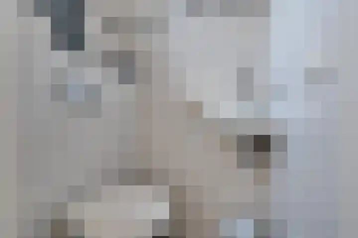 Schanswal 26 Assen thumbnail 13
