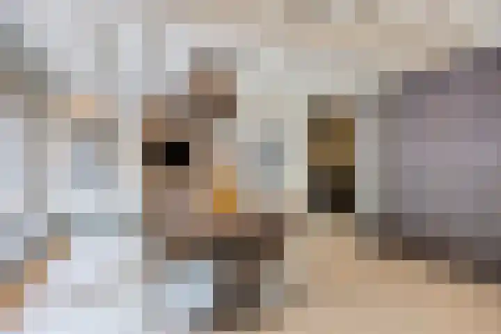 Schansweg 1 Uden thumbnail 15