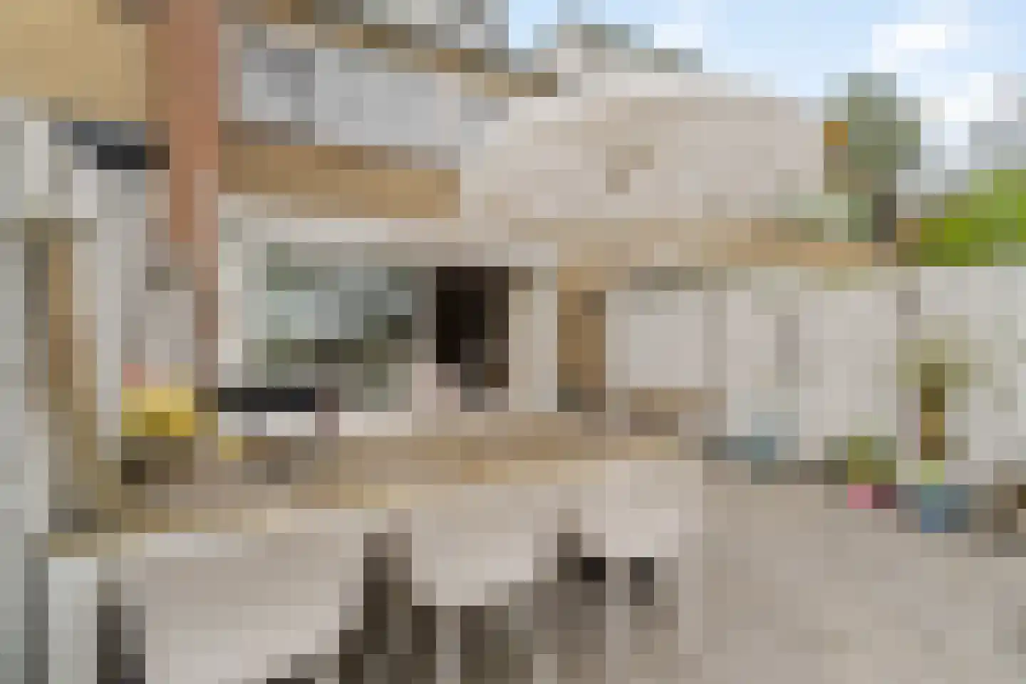 Schapedel 17 Noordwijk thumbnail 10