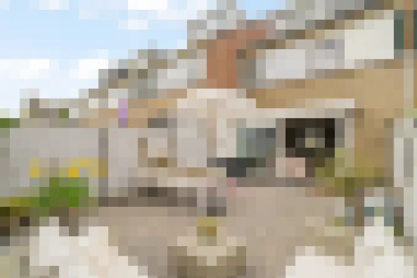 Schapedel 17 Noordwijk thumbnail 11