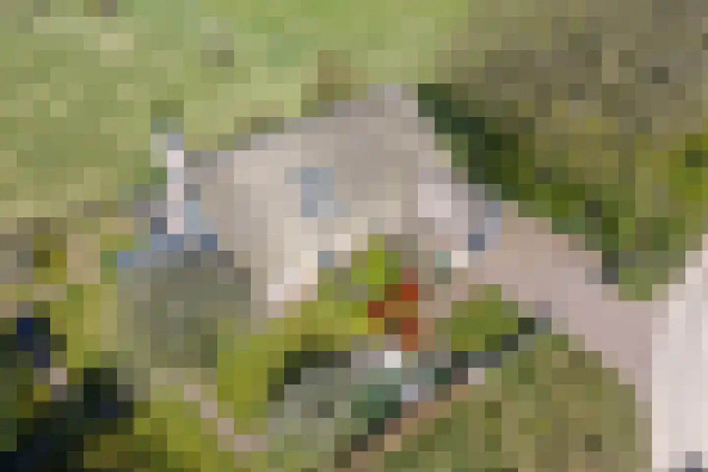Schapedrift 2 Zeegse thumbnail 77