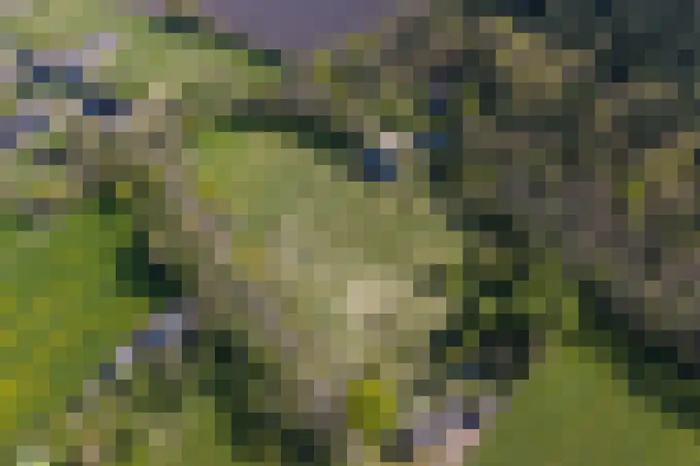 Schapedrift 2 Zeegse thumbnail 79