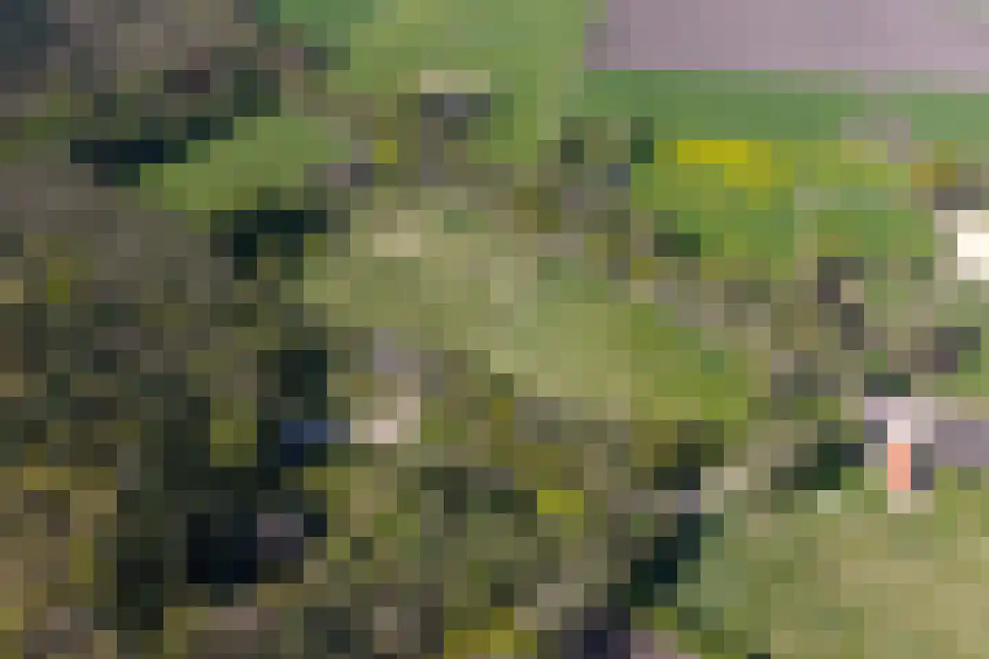 Schapedrift 2 Zeegse thumbnail 80