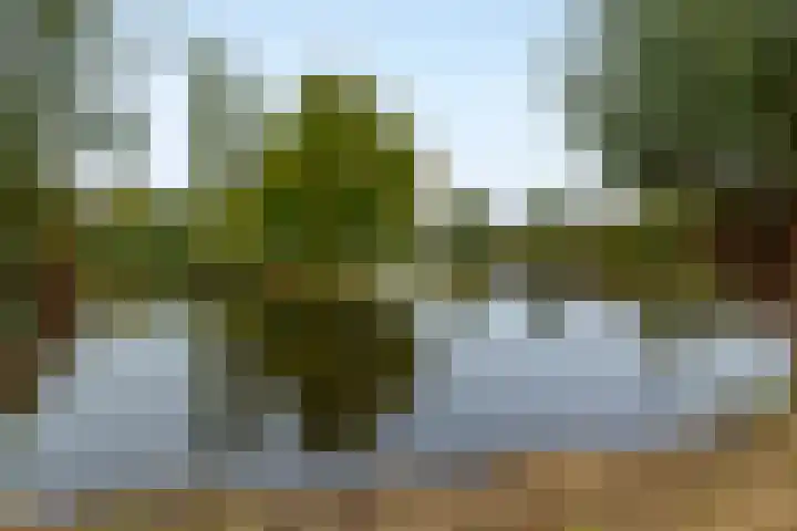 Schapedrift 84 Hardinxveld-Giessendam thumbnail 32