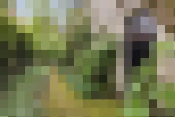 Schapenbrugstraat 2 Heusden thumbnail 4