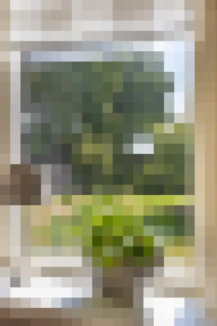 Schapendijk 10 Punthorst thumbnail 13
