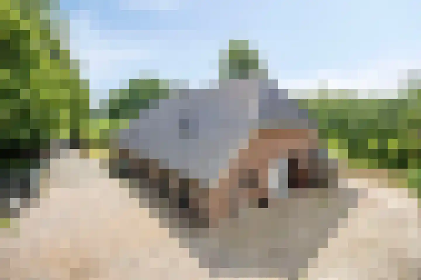 Schapendijk 10 Punthorst thumbnail 57