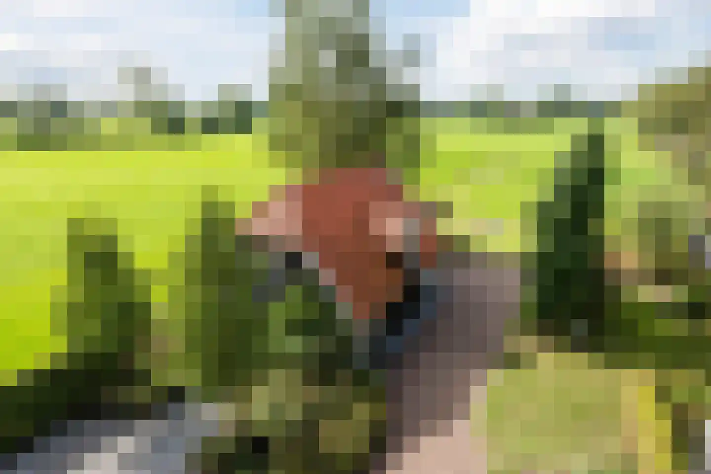 Schapendijk 28 Punthorst thumbnail 36
