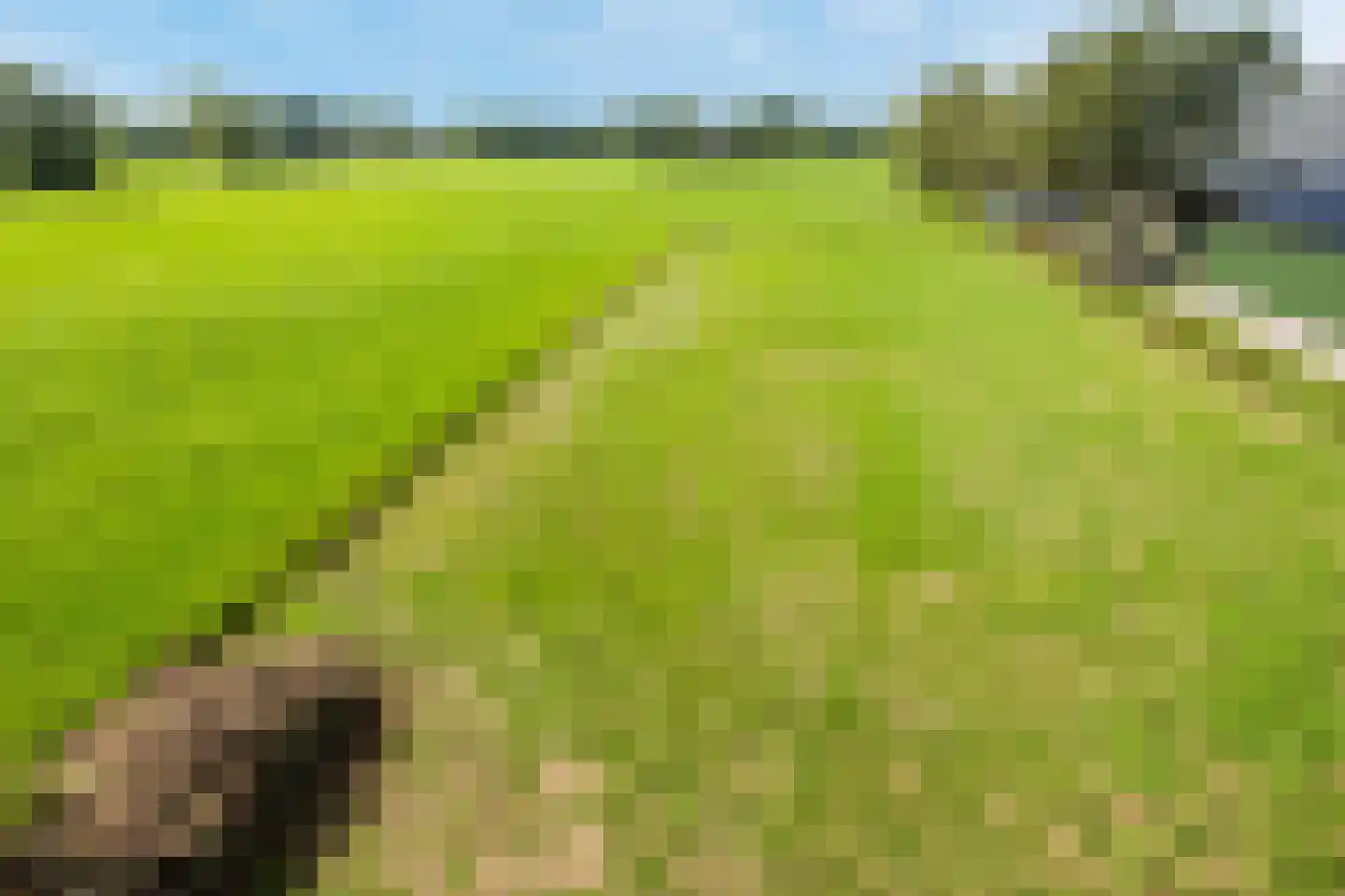 Schapendijk 28 Punthorst thumbnail 37