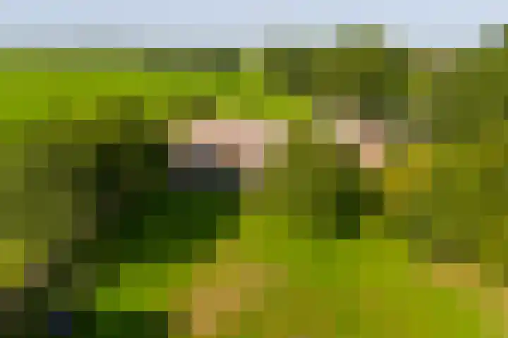 Schapendijk 7 Holten thumbnail 54