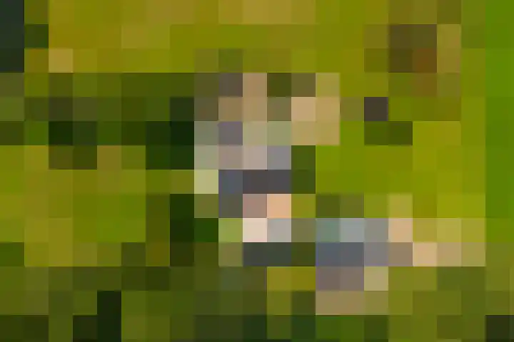 Schapendijk 7 Holten thumbnail 64