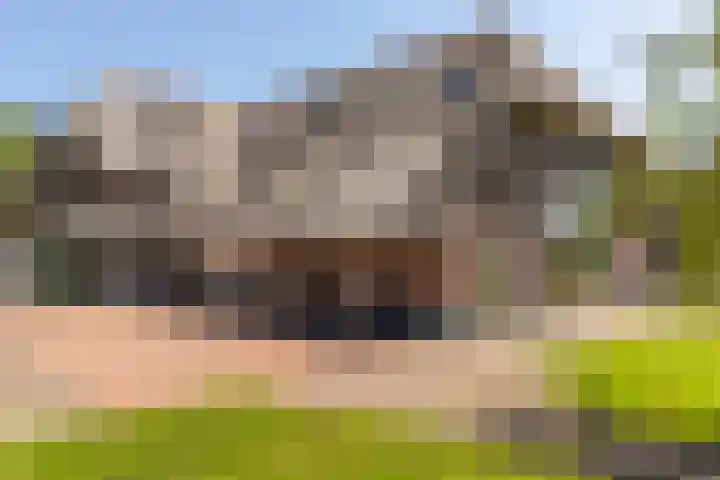 Schapendijk 7 Holten thumbnail 66
