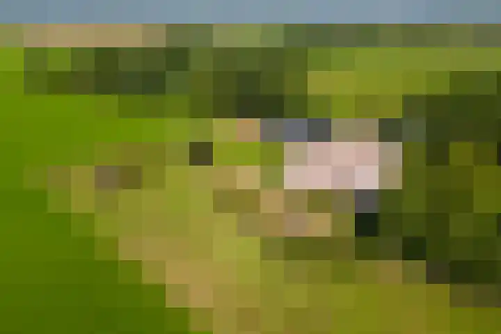 Schapendijk 7 Holten thumbnail 70