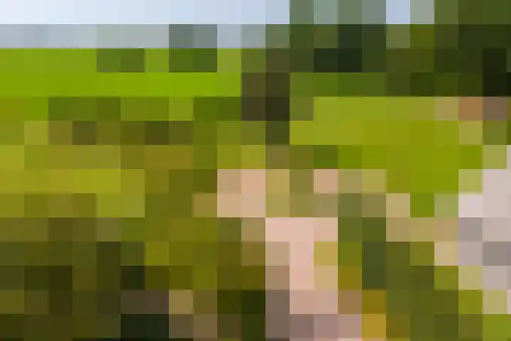 Schapendijk 7 Holten thumbnail 71