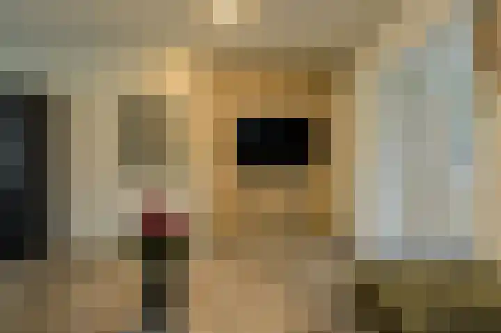 Schapendonk 62 Raamsdonksveer thumbnail 11