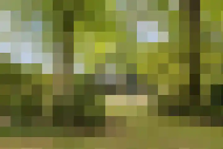 Schapendreef 5 Hoogerheide thumbnail 38